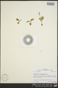 Ophioglossum crotalophoroides image