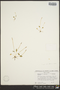 Ophioglossum nudicaule image