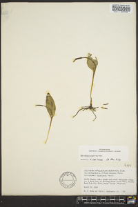 Ophioglossum engelmannii image