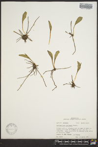 Ophioglossum engelmannii image