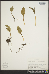 Ophioglossum engelmannii image