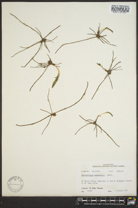 Ophioglossum engelmannii image