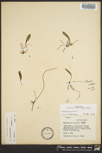 Ophioglossum engelmannii image