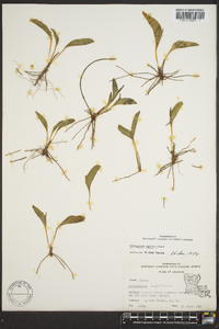 Ophioglossum engelmannii image