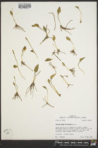 Ophioglossum petiolatum image