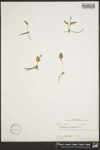 Ophioglossum petiolatum image