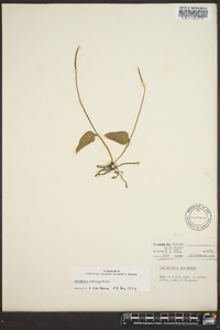 Ophioglossum petiolatum image