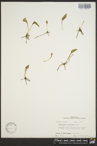 Ophioglossum petiolatum image