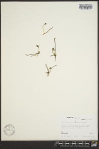 Ophioglossum petiolatum image