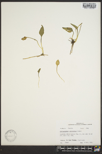 Ophioglossum petiolatum image