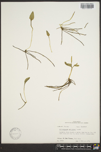 Ophioglossum petiolatum image