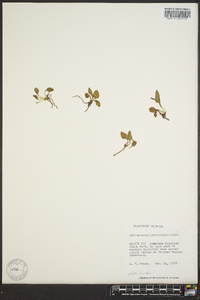 Ophioglossum petiolatum image