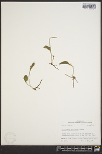 Ophioglossum petiolatum image