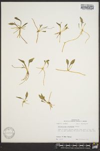 Ophioglossum petiolatum image