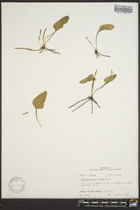 Ophioglossum petiolatum image