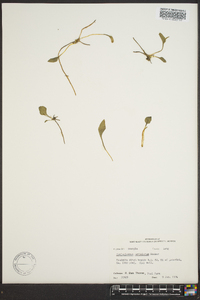 Ophioglossum petiolatum image