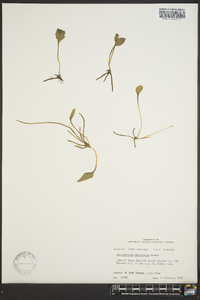 Ophioglossum petiolatum image