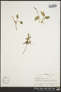 Ophioglossum petiolatum image