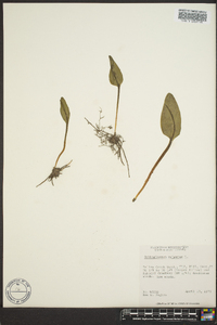 Ophioglossum vulgatum image