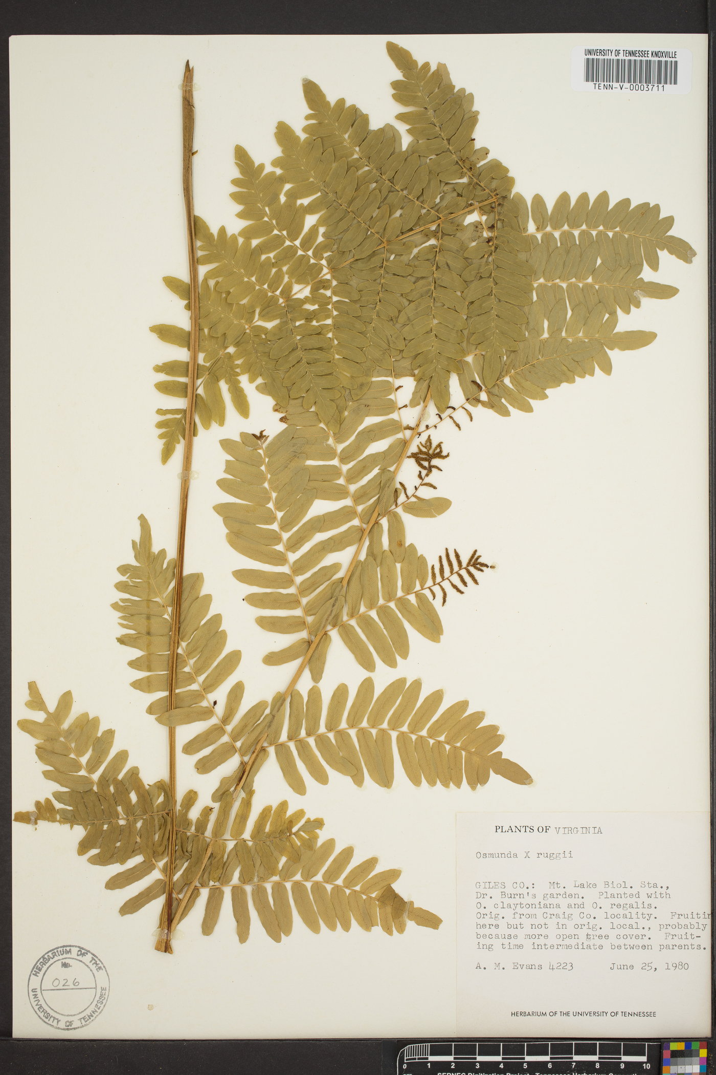 Osmunda x ruggii image