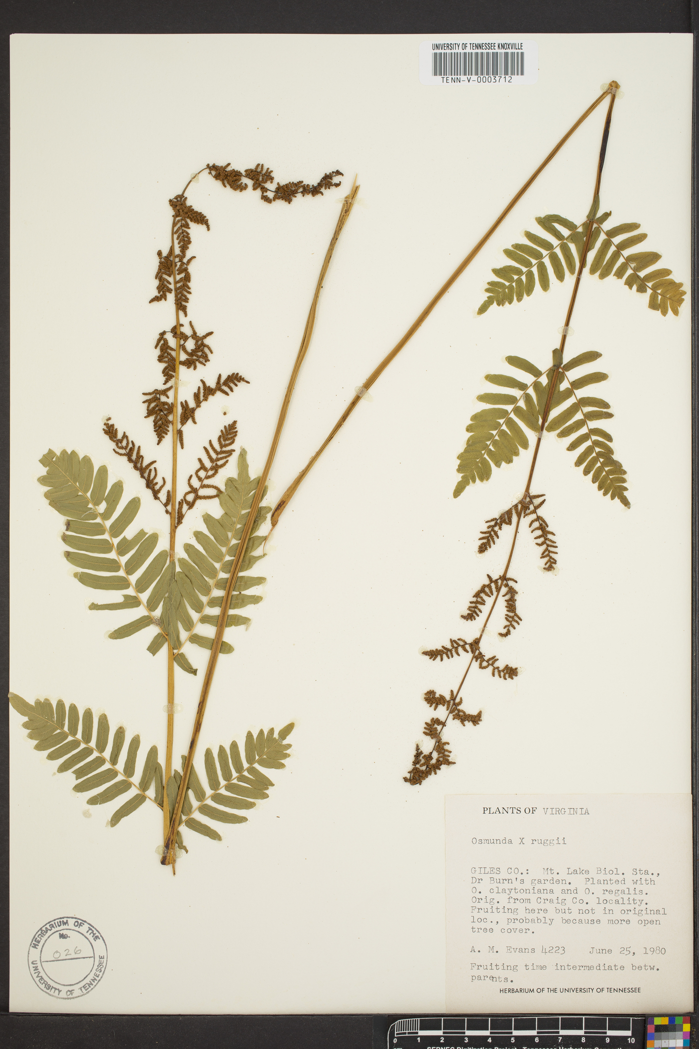 Osmunda x ruggii image