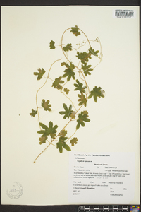 Lygodium palmatum image