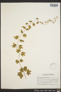 Lygodium palmatum image