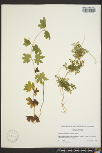 Lygodium palmatum image