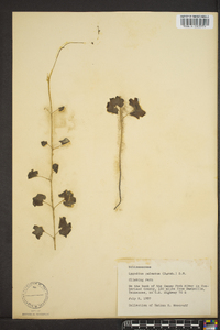 Lygodium palmatum image