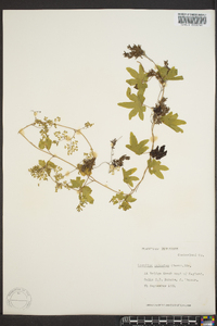 Lygodium palmatum image