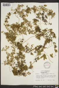 Lygodium palmatum image