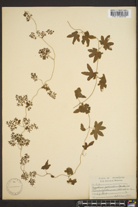 Lygodium palmatum image