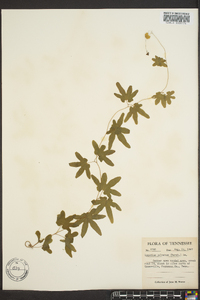 Lygodium palmatum image