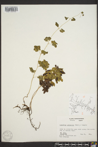 Lygodium palmatum image