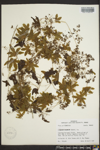 Lygodium palmatum image
