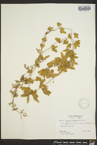 Lygodium palmatum image