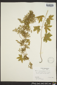 Lygodium palmatum image