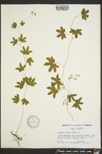 Lygodium palmatum image