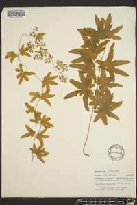 Lygodium palmatum image