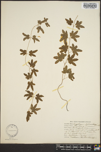 Lygodium palmatum image