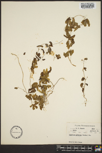 Lygodium palmatum image