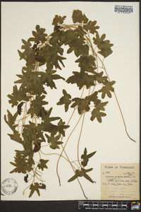 Lygodium palmatum image