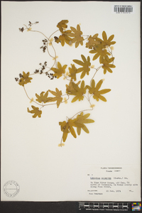 Lygodium palmatum image