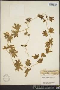 Lygodium palmatum image