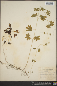 Lygodium palmatum image