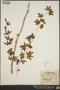 Lygodium palmatum image