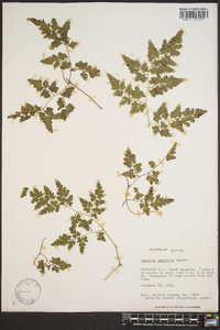 Lygodium japonicum image