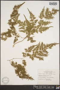 Lygodium japonicum image