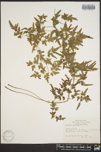 Lygodium japonicum image