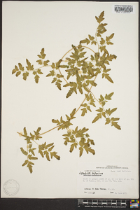 Lygodium japonicum image